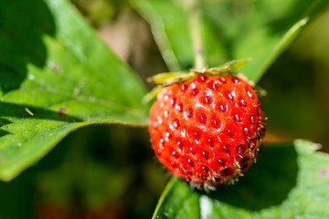 small ripe strawberry on haulm