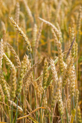 Weizen Getreideähren