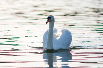 white swan on water photo in contre-jour 