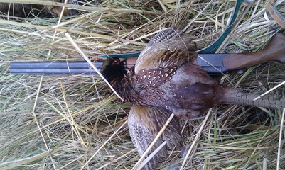 duck in the nest