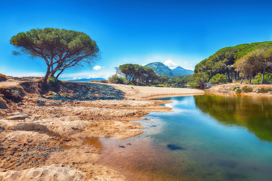 Splendid  view of Maritime pine trees and Osala Beach in national park Stagno Longu.