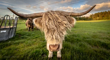 Muurstickers Schotse hooglander koe in het veld