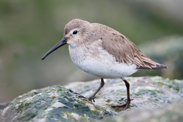 Dunlin (Calidris alpina) on basalt rocks at Barnegat Jetty, USA