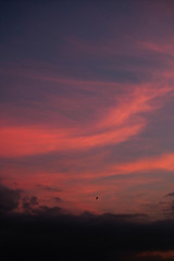 Beautiful Sunset Sky with Red and Blue Lights and a Birg