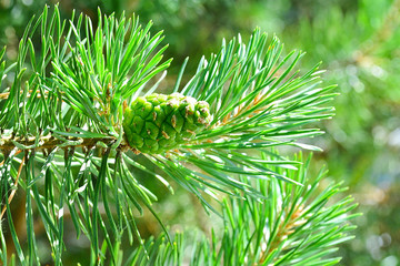 Cone on the pine branch. Pine cone on a branch close-up.