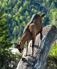 mountain goad on a tree