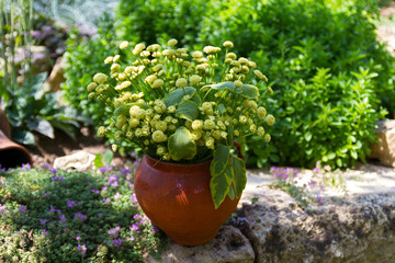 Flowers in vaze in flower garden