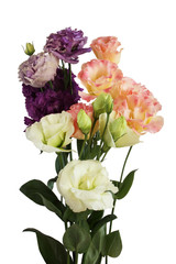Bouquet of lilac, white, pink and purple eustoma  flowers  isolated on white background
