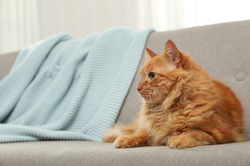 Cute friendly cat lying on sofa indoors