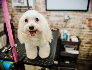Dog about to be groomed 