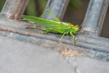 big green grasshopper close-up on asphalt road