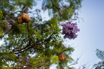 lilac flowers on branch of jakaranda blooming tree