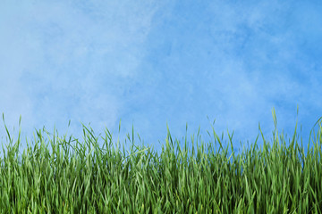 Obraz na płótnie Canvas Fresh green grass near blue fence. Space for text