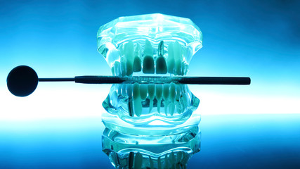  Clear Human Jaw With Teeth Model 6  - obrazy, fototapety, plakaty