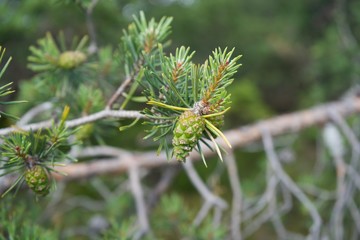 Pine cone