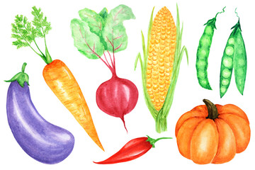 Watercolor painted collection of vegetables. Hand drawn fresh vegan food design elements isolated on white background.