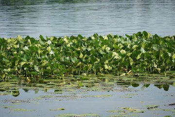 Lily Pads on a Country Pond