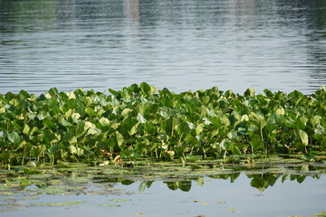 Lily Pads on a Country Pond