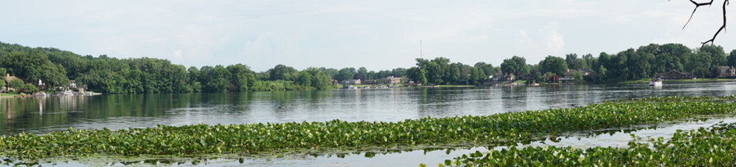 Lily Pads on a Lake in Summer