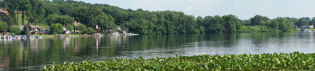 Fototapeta na wymiar Lily Pads on a Lake in Summer