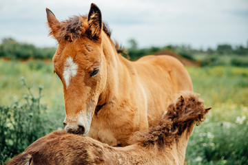 two brown horses grooming each other