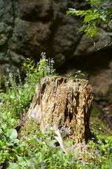 Root in the forest in Norway