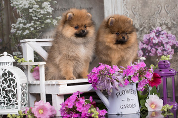 Beautiful orange dog - pomeranian Spitz. Puppy pomeranian dog cute pet happy smile  in flowers