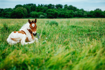 Horse foal lying on green grass. Horse colt in nature. Cute horse foal view