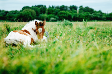 Horse foal lying on green grass. Horse colt in nature. Cute horse foal view
