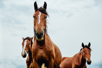 Group of wild free running brown horses on a meadow