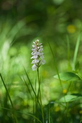 Small flower in the forest in Norway