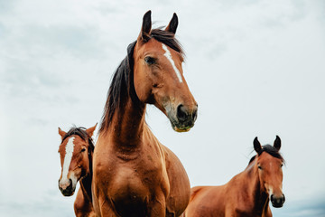 Fototapeta na wymiar Group of wild free running brown horses on a meadow