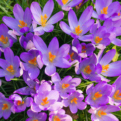 Clump Of Crocus