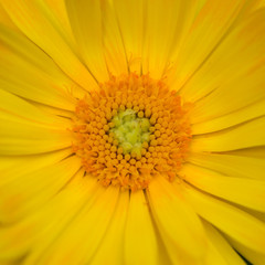 Calendula Centre
