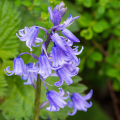 Bluebells