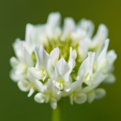 Clover