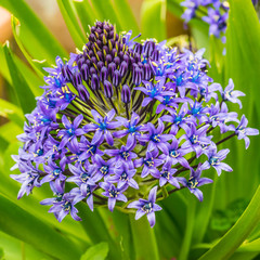 Scilla  Peruviana