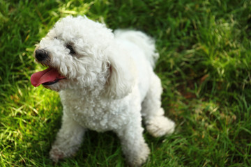 Cute fluffy Bichon Frise dog on green grass in park. Space for text