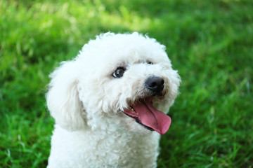 Cute fluffy Bichon Frise dog on green grass in park