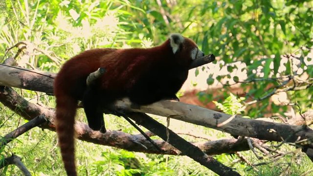 Kleiner Panda klettert langsam und gem&uuml;tlich auf einem Baum. Flauschiger s&uuml;&szlig;er kleiner Panda l&auml;uft in das Geb&uuml;sch