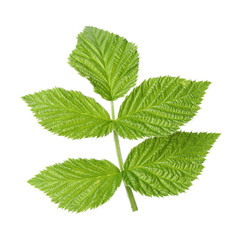 Fototapeta na wymiar Fresh green raspberry leaves on white background