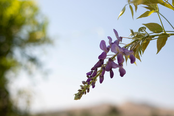 lilac blooming flowers on branch of glicinia