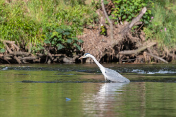 Grey heron waiting for fish in a river 