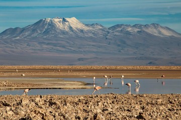 Fenicotteri rosa nella laguna Chaxa, San Pedro De Atacama, Cile