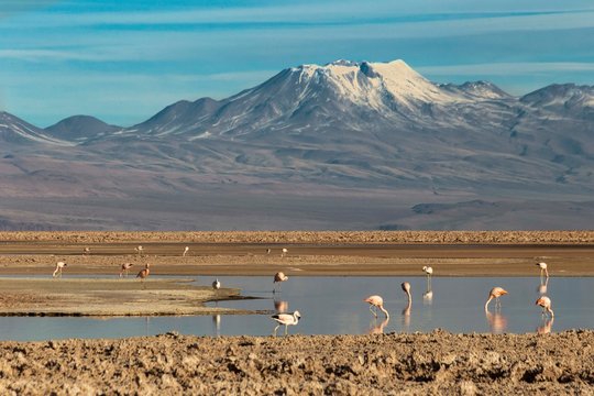 Fenicotteri rosa nella laguna Chaxa, San Pedro De Atacama, Cile