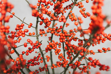 Bright orange berries on the branches of a tree