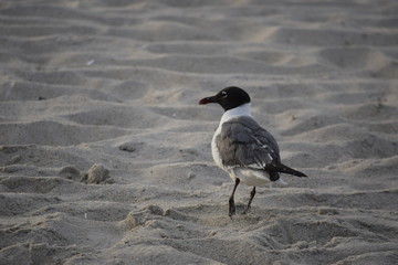 seagull on the beach