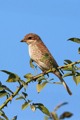 Red-backed shrike (Lanius collurio) female sitting on a branch