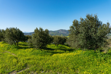 Aerial view of rural Archanes region landscape. Unique scenic panorama Olive groves, green meadows and hills view in spring. Heraklion, Crete, Greece