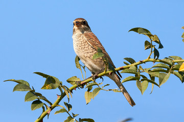 Red-backed shrike (Lanius collurio) female sitting on a branch